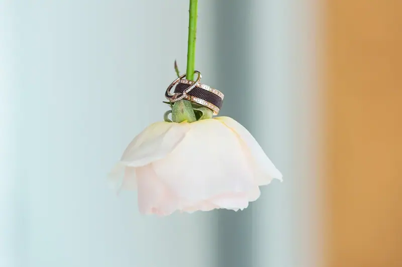 Close-up of two wedding rings resting on a pale rose